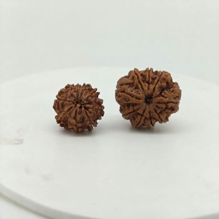 Natural 9 Mukhi Rudraksha front view from Nepal with nine well-defined natural faces, original and lab certified.