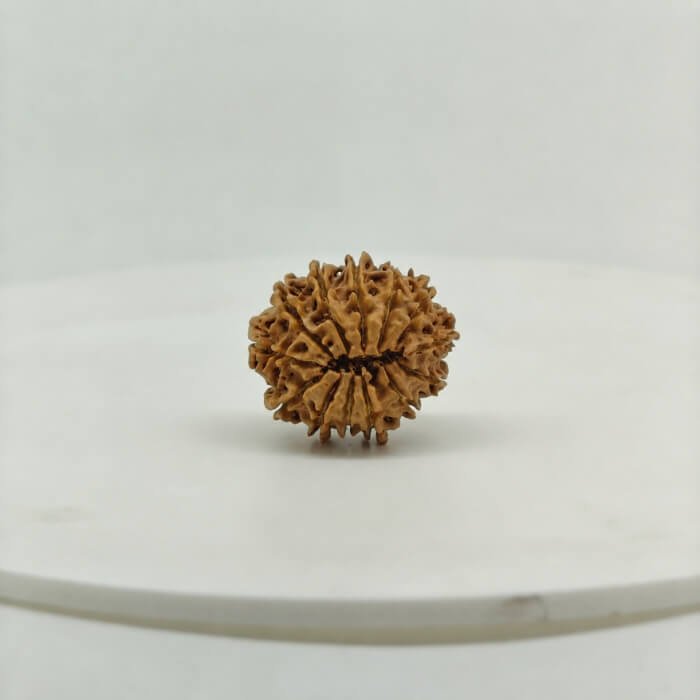 Original 13 Mukhi Nepal Rudraksha Lab Certified Natural Authentic Brown Bead South Extension Delhi