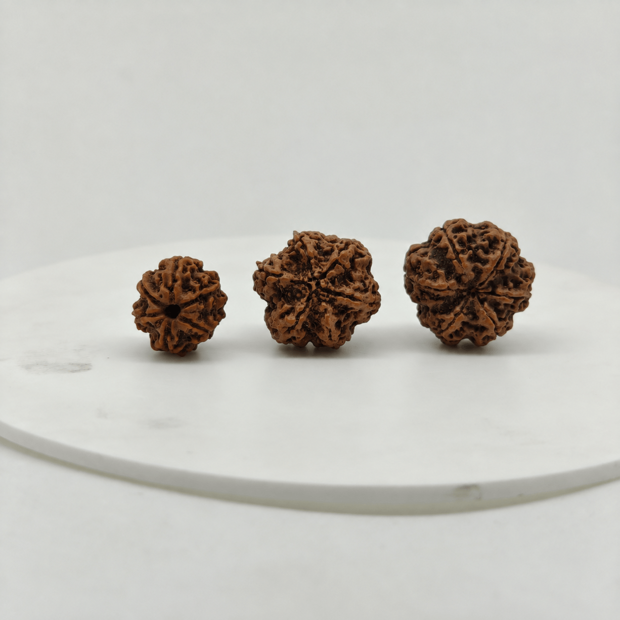 Natural 6 Mukhi Rudraksha bead front view from Nepal with six clear natural faces for Vedic astrology and spiritual benefits.