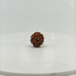 Premium 6 Mukhi Rudraksha Natural Nepal Lab Certified Original Rudraksha Bead