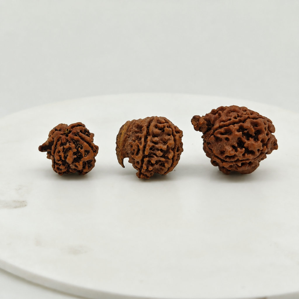 Original Natural Nepali Ganesh Mukhi Rudraksha Small Medium Large Sizes | Lab Certified Collection