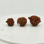 Original Natural Nepali Ganesh Mukhi Rudraksha Small Medium Large Sizes | Lab Certified Collection