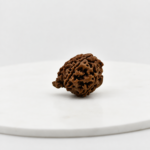 Original Natural Nepali Ganesh Mukhi Rudraksha Large Size | Genuine Lab Certified Rudraksha