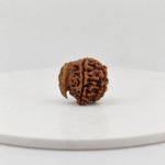 Original Natural Nepali Ganesh Mukhi Rudraksha Medium Size | Authentic Lab Certified Rudraksha