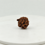 Original Natural Nepali Ganesh Mukhi Rudraksha Small Size | Lab Certified Sacred Rudraksha
