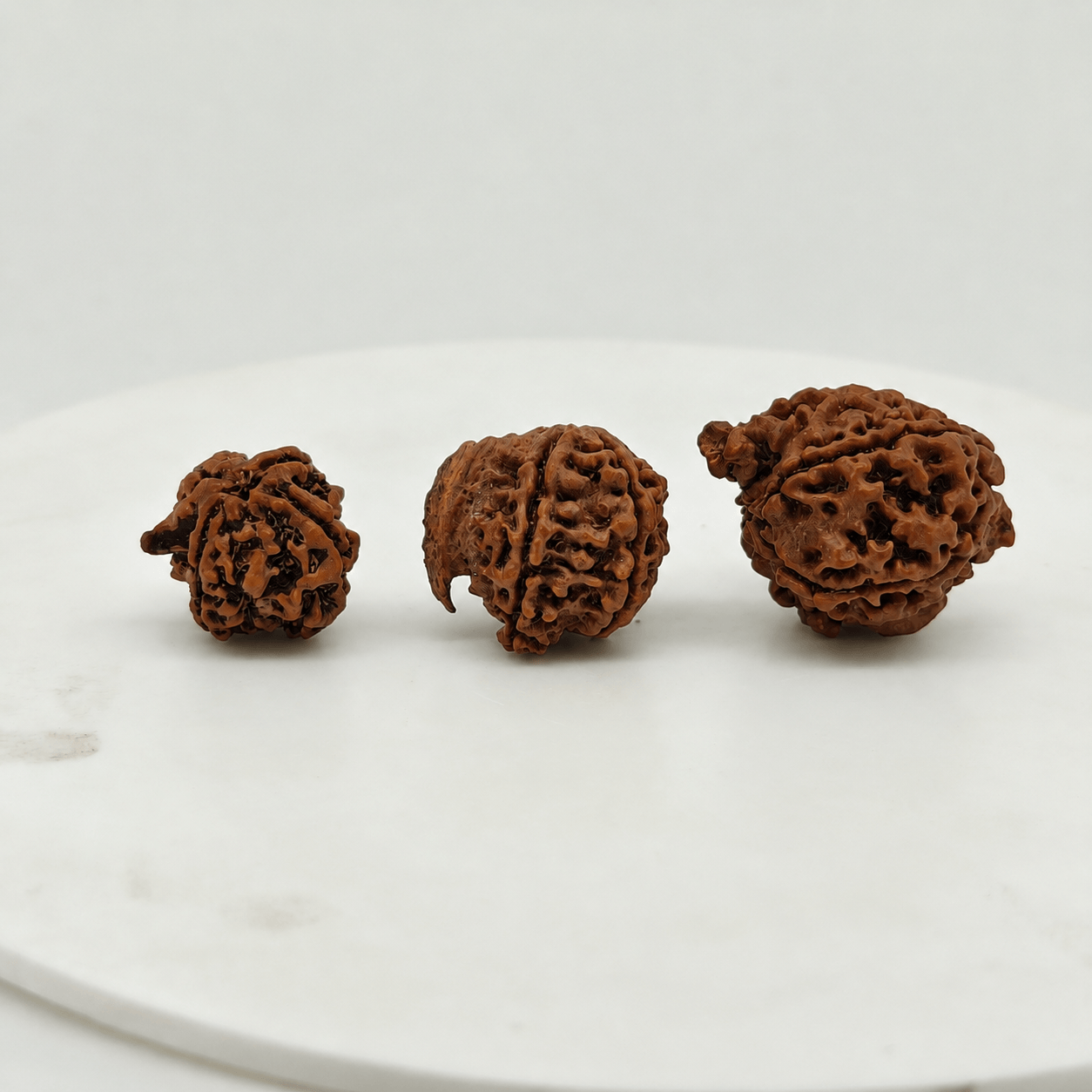 Original Natural Nepali Ganesh Mukhi Rudraksha Collection | Nepal Origin Original Natural Nepali Ganesh Mukhi Rudraksha Small Medium Large Sizes | Lab Certified Collection
