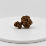 Original Gauri Garbh Rudraksha Medium Size | Natural Nepal Rudraksha Bead for Shiva Parvati Blessings, Spiritual Growth & Positive Energy
