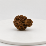 Large Original Gauri Garbh Rudraksha | Natural Nepal Certified Rudraksha Bead for Spiritual Growth, Meditation & Divine Shiva Parvati Blessings