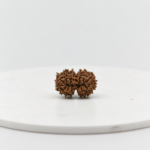 Natural Gauri Shankar Rudraksha with naturally joined twin beads for Shiva Parvati blessings, harmony, love, and spiritual growth.