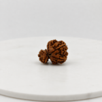 Small Original Gauri Garbh Rudraksha | Natural Nepal Rudraksha for Spiritual Harmony, Meditation & Divine Blessings