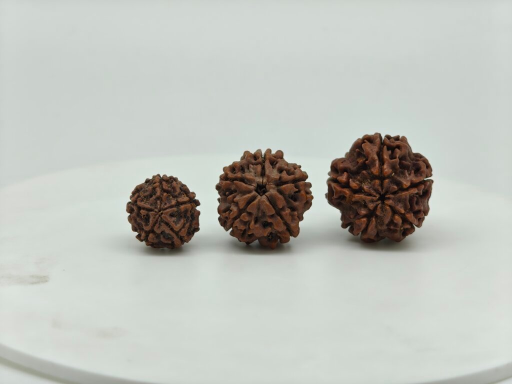Buy Natural 5 Mukhi Rudraksha Online | Certified Original Five Mukhi Nepal Rudraksha for Lord Shiva & Jupiter (Guru)