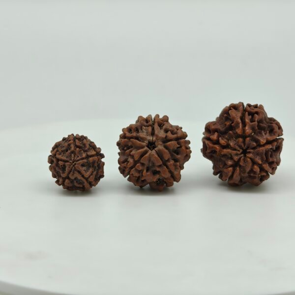 Buy Natural 5 Mukhi Rudraksha Online | Certified Original Five Mukhi Nepal Rudraksha for Lord Shiva & Jupiter (Guru)