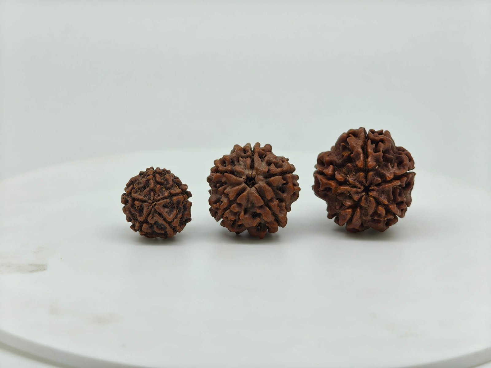 Buy Natural 5 Mukhi Rudraksha Online | Certified Original Five Mukhi Nepal Rudraksha for Lord Shiva & Jupiter (Guru)