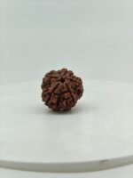Premium 5 Mukhi Rudraksha (Natural Nepal Bead) | Lab Certified Original Rudraksha - Image 4