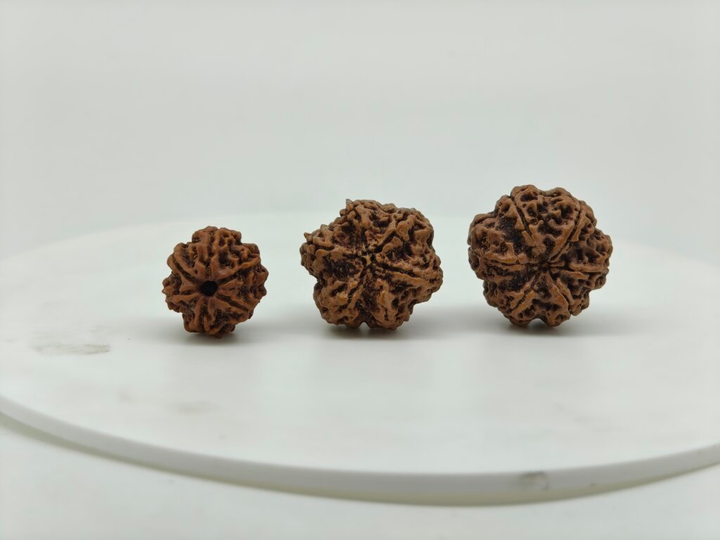 Natural 6 Mukhi Rudraksha bead front view from Nepal with six clear natural faces for Vedic astrology and spiritual benefits.