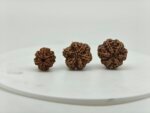 Natural 6 Mukhi Rudraksha bead front view from Nepal with six clear natural faces for Vedic astrology and spiritual benefits.