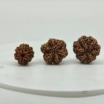 Natural 6 Mukhi Rudraksha bead front view from Nepal with six clear natural faces for Vedic astrology and spiritual benefits.