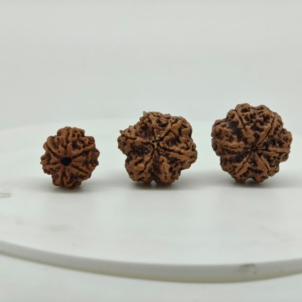 Natural 6 Mukhi Rudraksha bead front view from Nepal with six clear natural faces for Vedic astrology and spiritual benefits.