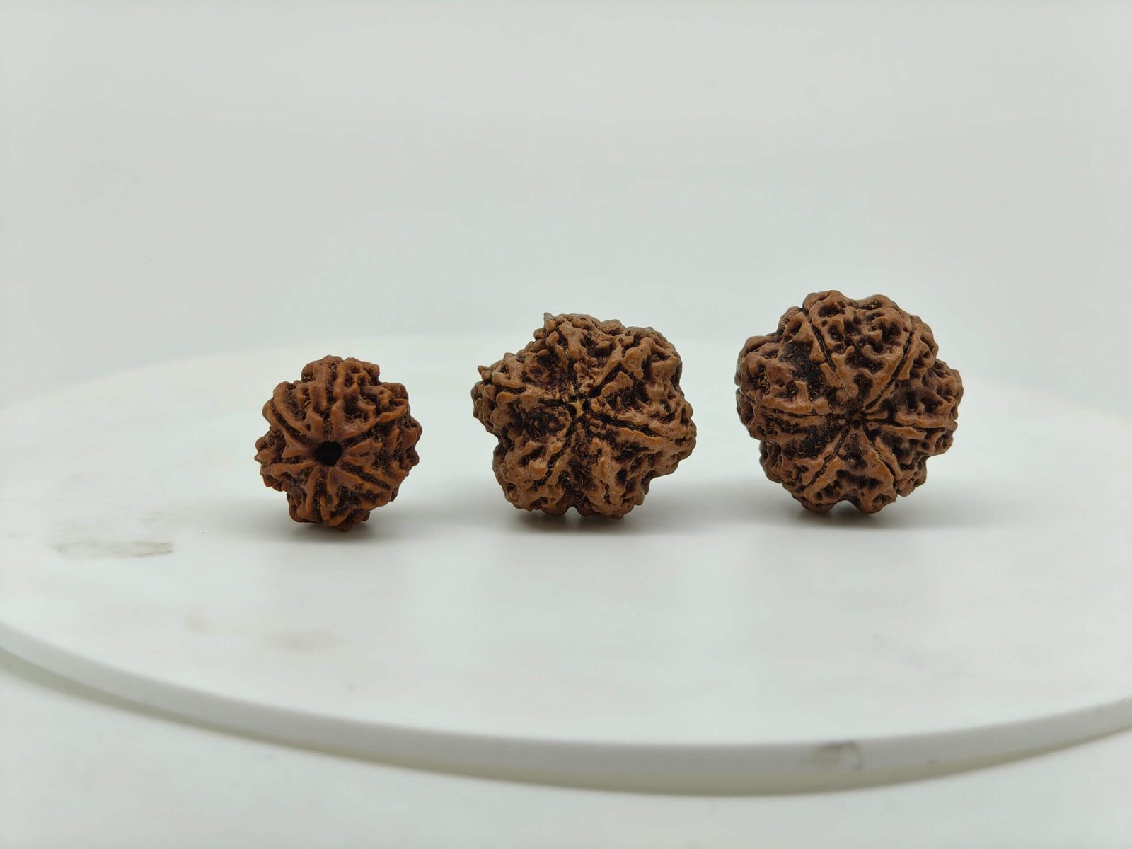 Natural 6 Mukhi Rudraksha bead front view from Nepal with six clear natural faces for Vedic astrology and spiritual benefits.