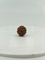Premium 6 Mukhi Rudraksha Natural Nepal Lab Certified Original Rudraksha Bead