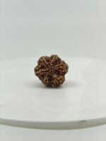 Natural Nepali 6 Mukhi Rudraksha | Lab Certified Original Rudraksha - Image 3