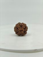 Natural Nepali 6 Mukhi Rudraksha | Lab Certified Original Rudraksha - Image 4