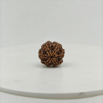 Natural Nepali 6 Mukhi Rudraksha |  Original Rudraksha - Image 3