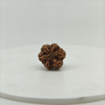 Natural Nepali 6 Mukhi Rudraksha |  Original Rudraksha - Image 4