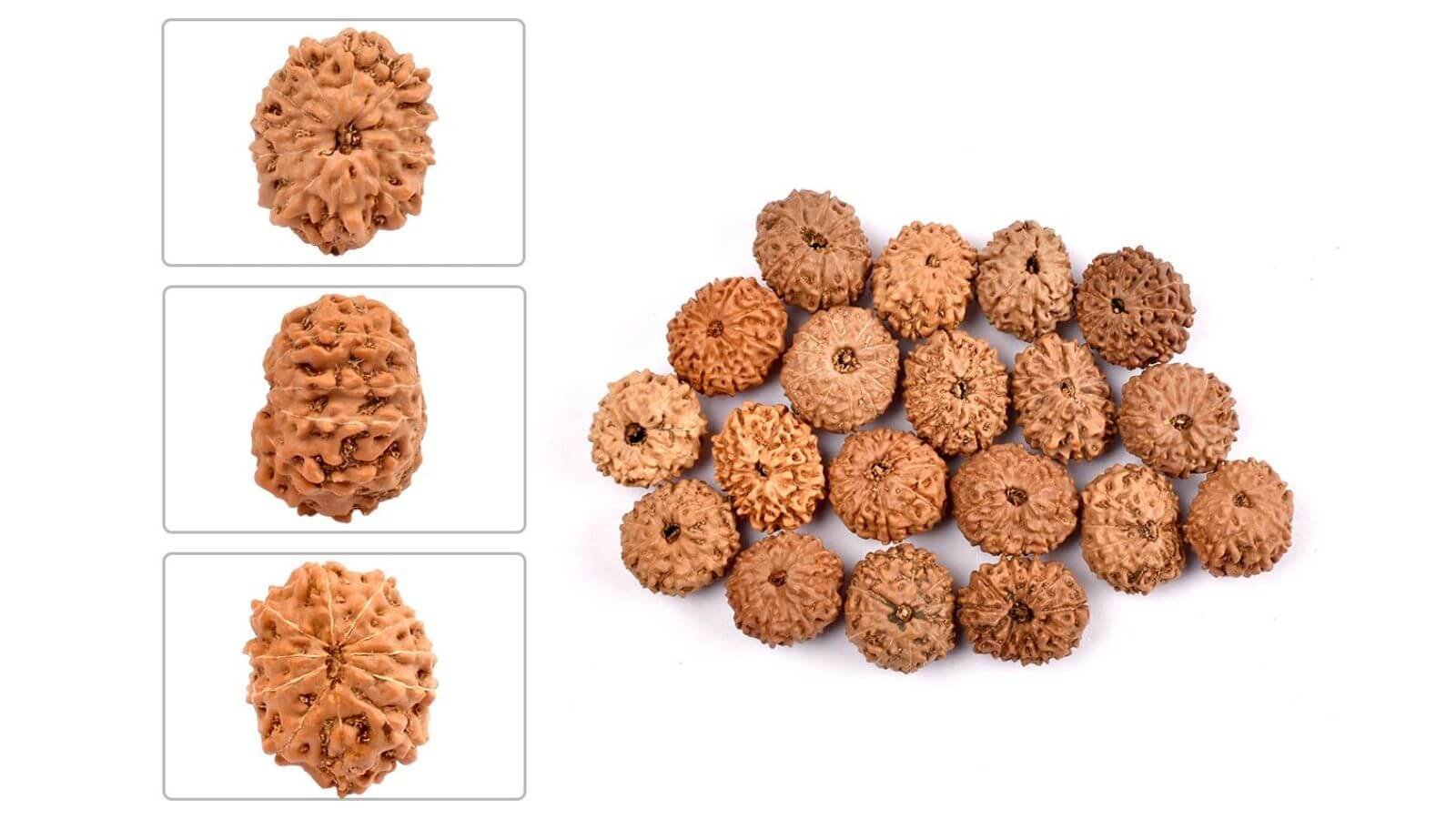 indonesian rudraksha