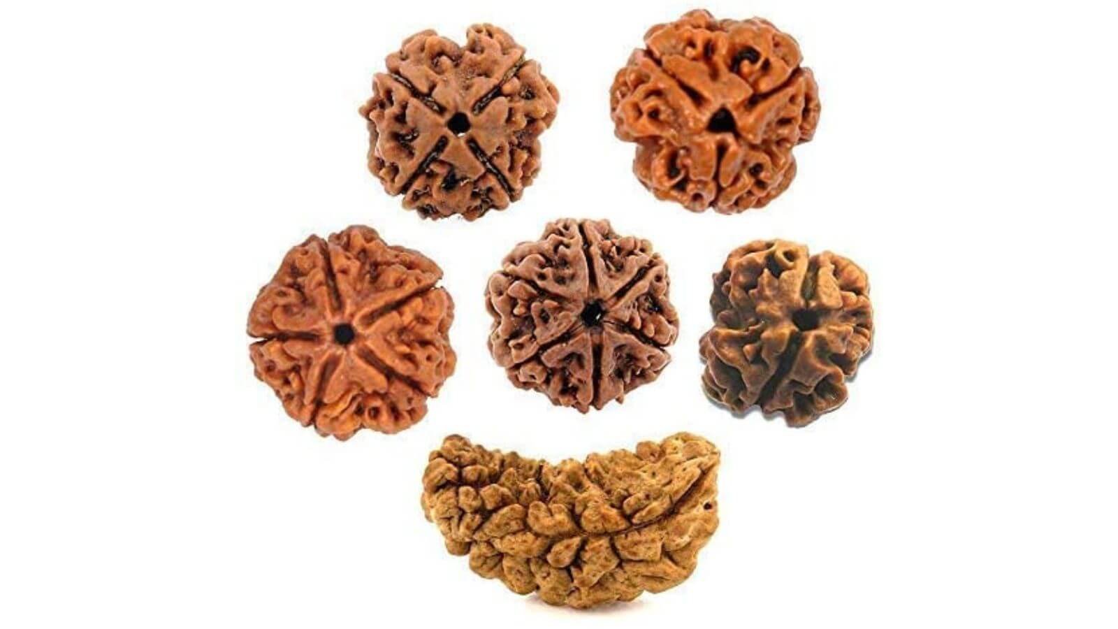 nepal rudraksha